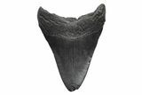 Fossil Megalodon Tooth - South Carolina #236231-1